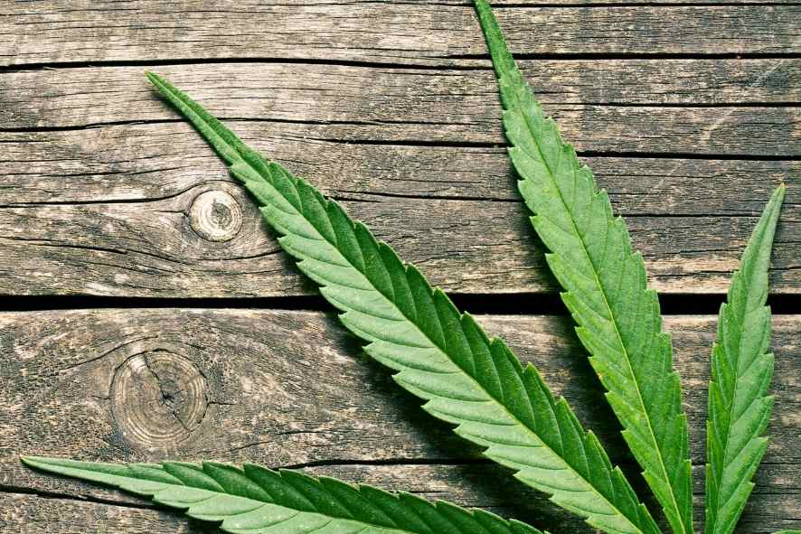 Hanfgeheimnisse, ein Buch über die richtige Verwendung von CBD für die Gesundheit